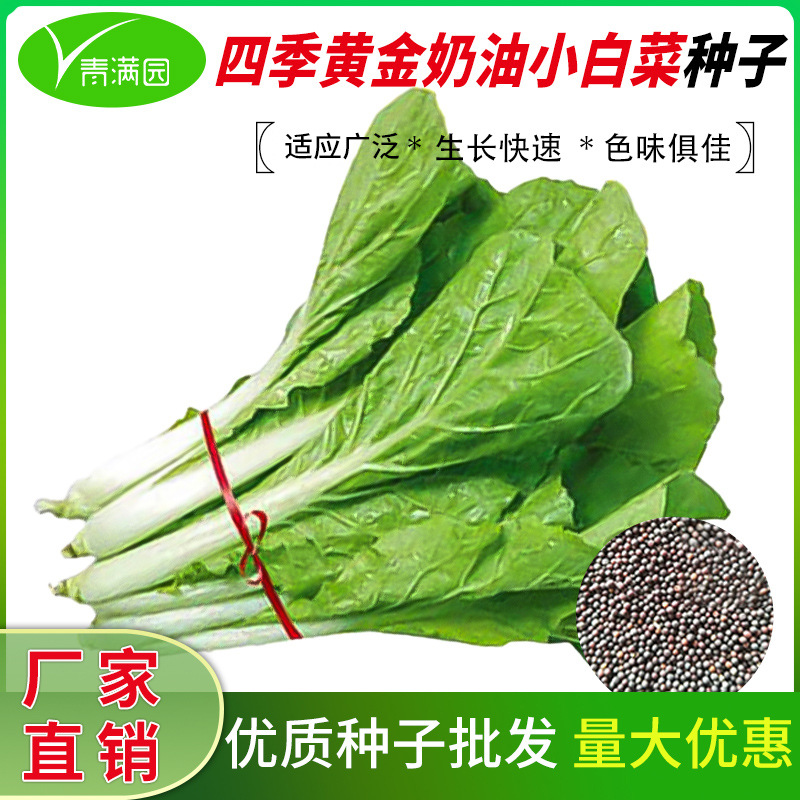四季速生奶油小白菜种籽大全快菜种籽毛白菜奶白菜小菘菜蔬菜种子