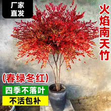 南天竹水培好养植物室内花卉鲜切枝盆栽真绿植水养马醉木吊钟平替