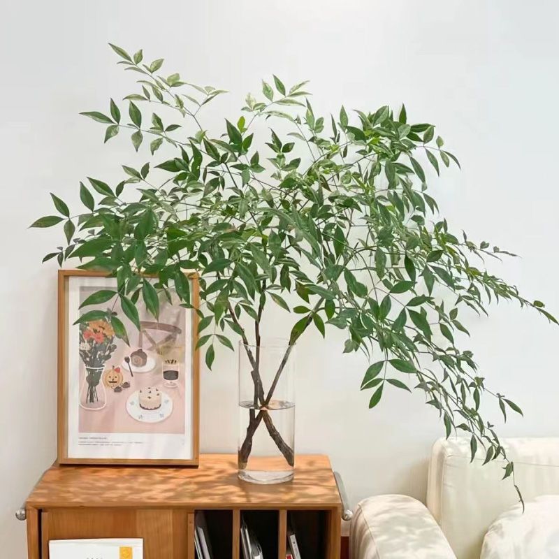 水养南天竹北欧风 吊钟马醉木平替绿植绿天竺室内桌面好养植物