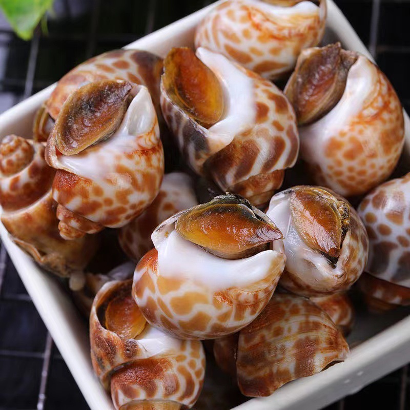 新鲜冷冻大花螺东风螺海螺白花螺海鲜水产批发餐饮商用300克/包