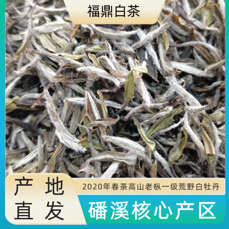 2020年老枞福鼎白茶高山荒野白牡丹茶叶 采摘自荒废十来年的茶树