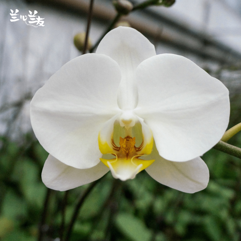 5寸蝴蝶兰-白花黄心】鲜花兰花带花苞甘肃基地现货直发批发