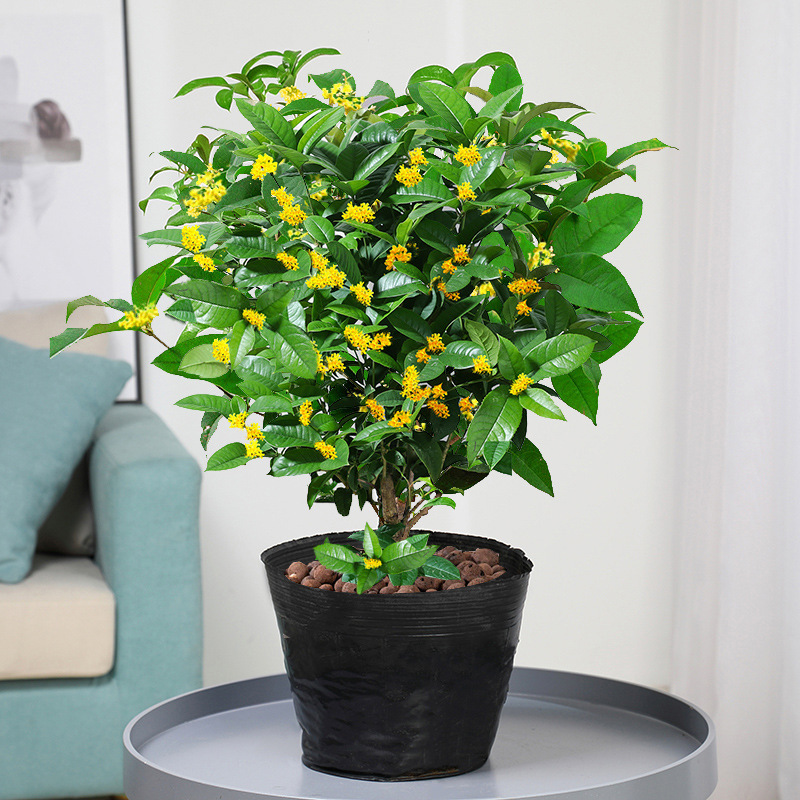 四季桂花树苗盆栽植物室内阳台庭院好养四季开花浓香型花卉月桂