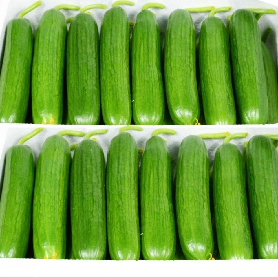 小黄瓜水果黄瓜新鲜小乳瓜旱黄瓜