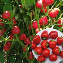 圆明珠辣椒种子中熟圆椒浓辣香辣小辣椒种籽春夏季食用观赏彩椒孑