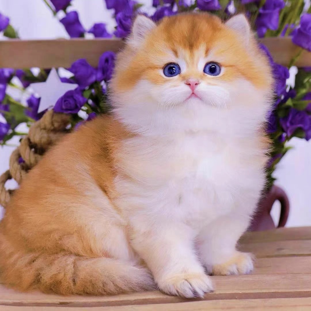 纯种金渐层幼猫金建层猫咪活体幼崽宠物英短金渐层猫咪英国短毛猫