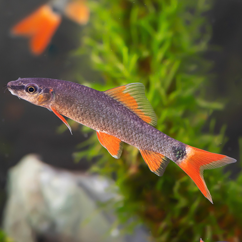 彩虹鲨鱼活体热带观赏鱼活体黑尾鲨观赏鲨鱼上海渔场直销批发包活