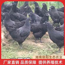 鸡苗活体五黑绿壳蛋鸡苗麻羽绿壳蛋鸡孵化场直供另有农村放养土鸡