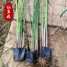 水葱植物苗葱蒲莞草 观赏草水葱批发挺水植物湿地公园浮岛绿化