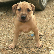 出售纯种比特幼犬活体斗狗比特犬狩猎犬家养比特大型犬比特狗价格