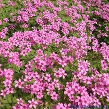 红花草种球红花醡浆草紫叶酢酱草三叶草种球绿叶红花草紫叶草种球