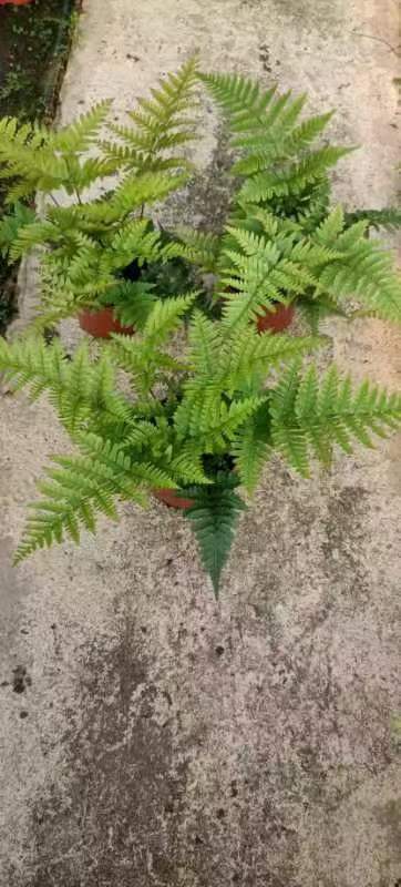 【基地直供】蕨类植物小盆栽室内盆栽 a110 彩虹蕨 微景观植物