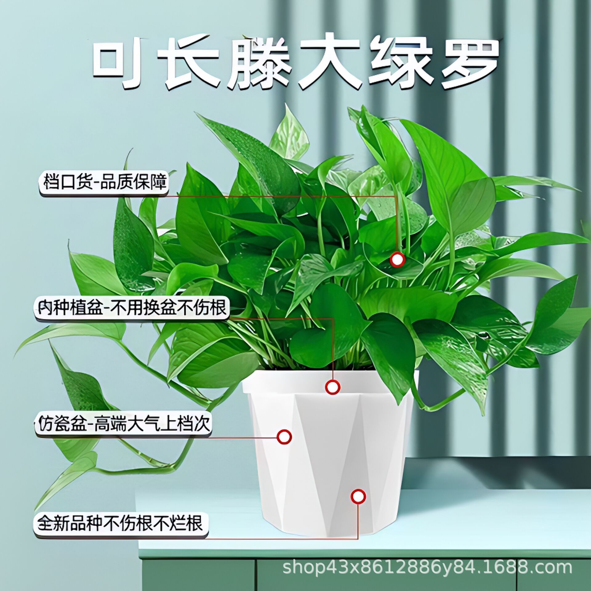 金品绿植盆栽 大叶绿萝盆栽花卉绿植长藤室内桌面水培植物-阿里巴巴
