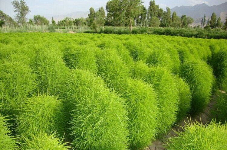 绿叶地肤种子园林景观绿化红叶地肤植物种子花花海种子公斤包邮