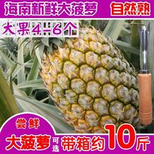 【10斤厂家】海南新鲜大菠萝手撕香水菠萝凤梨水果8斤/5斤/2个装