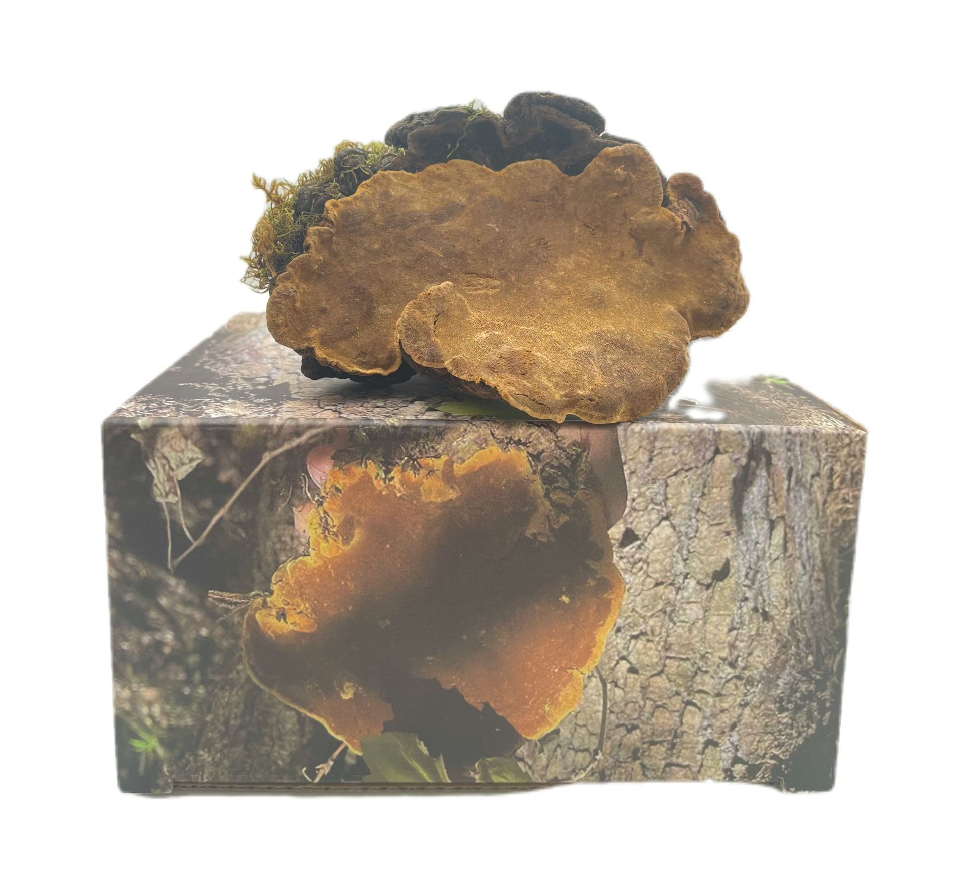 桑黄 西藏桑黄 桑黄切块 桑黄灵芝 西藏岩桑黄 500g一盒