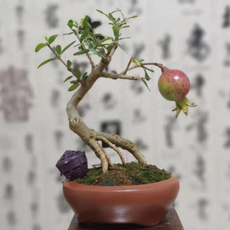 日本宫灯石榴盆景小老桩微型盆景紫玉石榴姬小叶石榴盆景桌面绿植