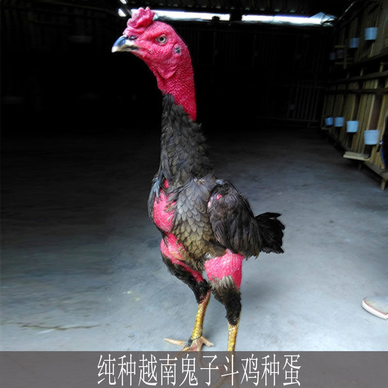 纯种越南鬼子斗鸡种蛋受精蛋可孵化蛋缅甸鸡蛋比赛专用中原斗鸡蛋