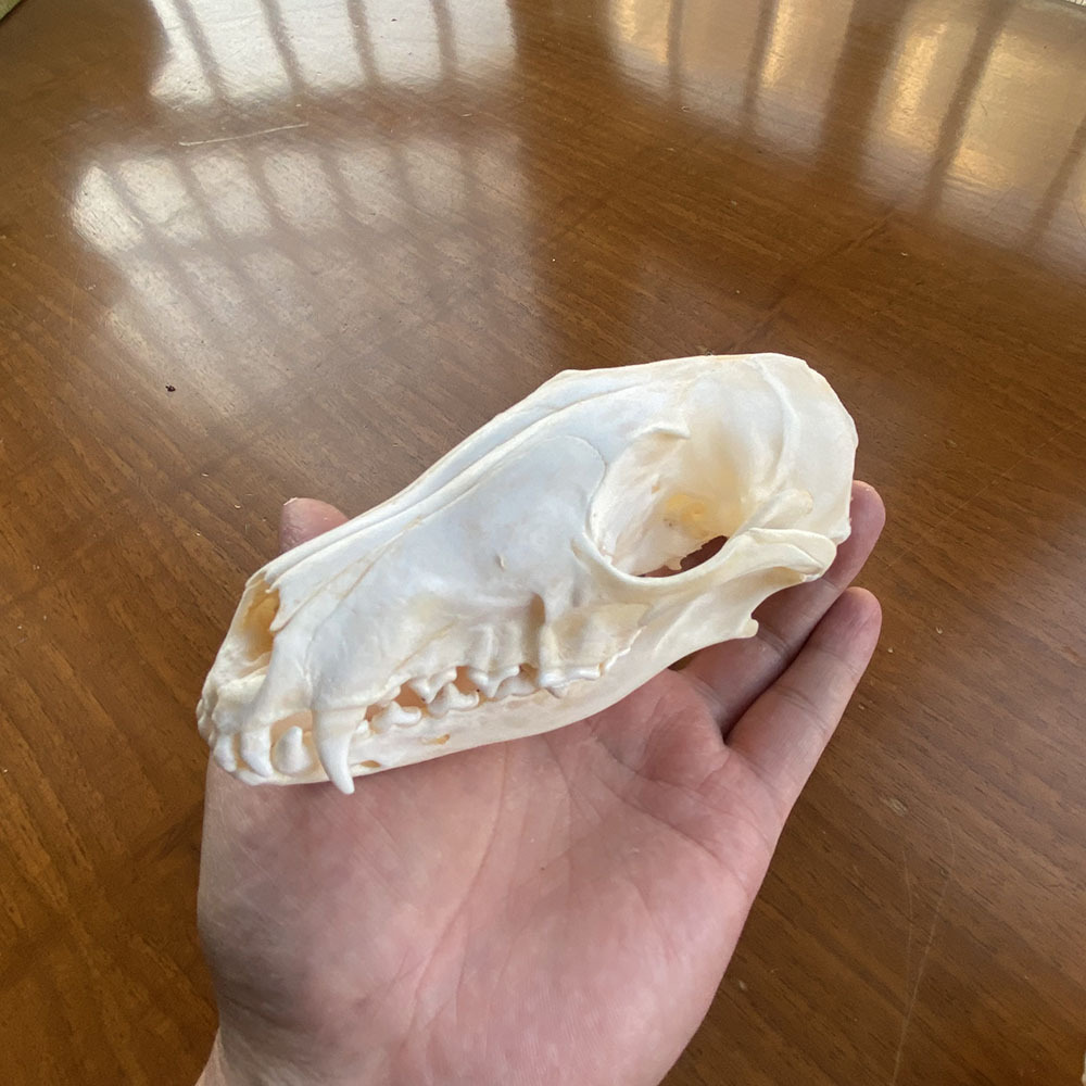 完整狐狸头骨标本骨骼漂白狐狸标本牙齿齐全动物头骨模型跨境专供