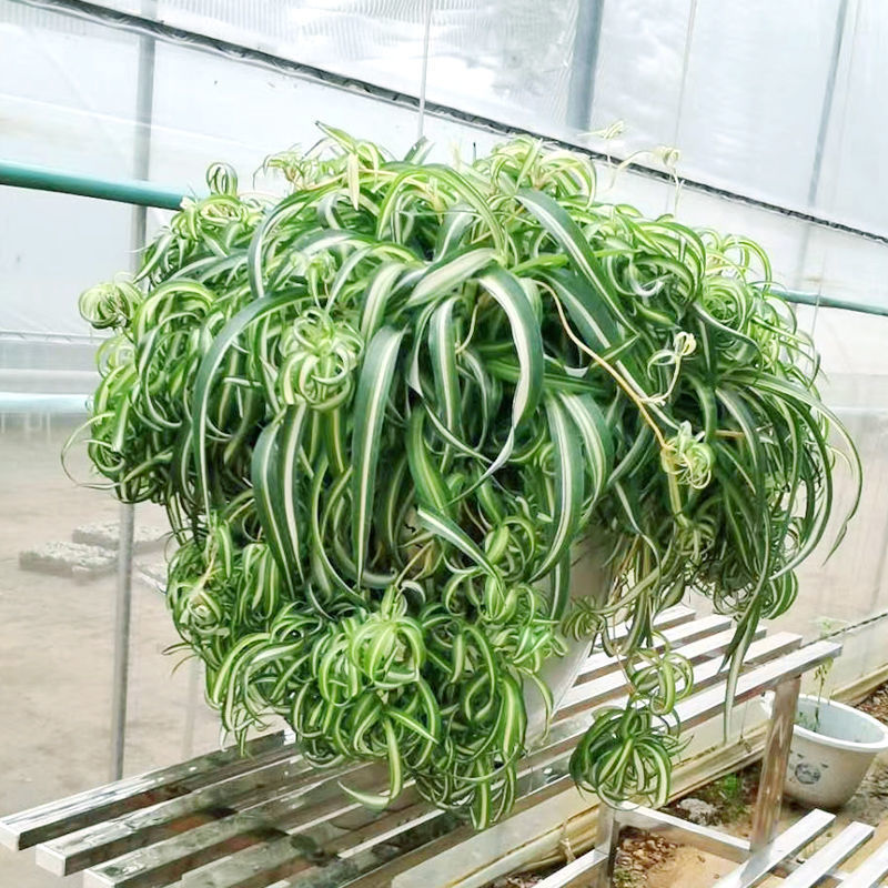 吸甲醛植物吊兰