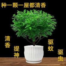 驱蚊草清香木盆栽室内花卉绿植除植物提神胡椒木