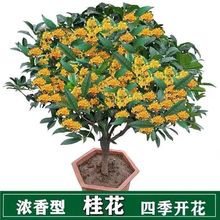 四季开花桂花树苗盆栽庭院绿化美观浓香型花卉绿植室内好养的花苗