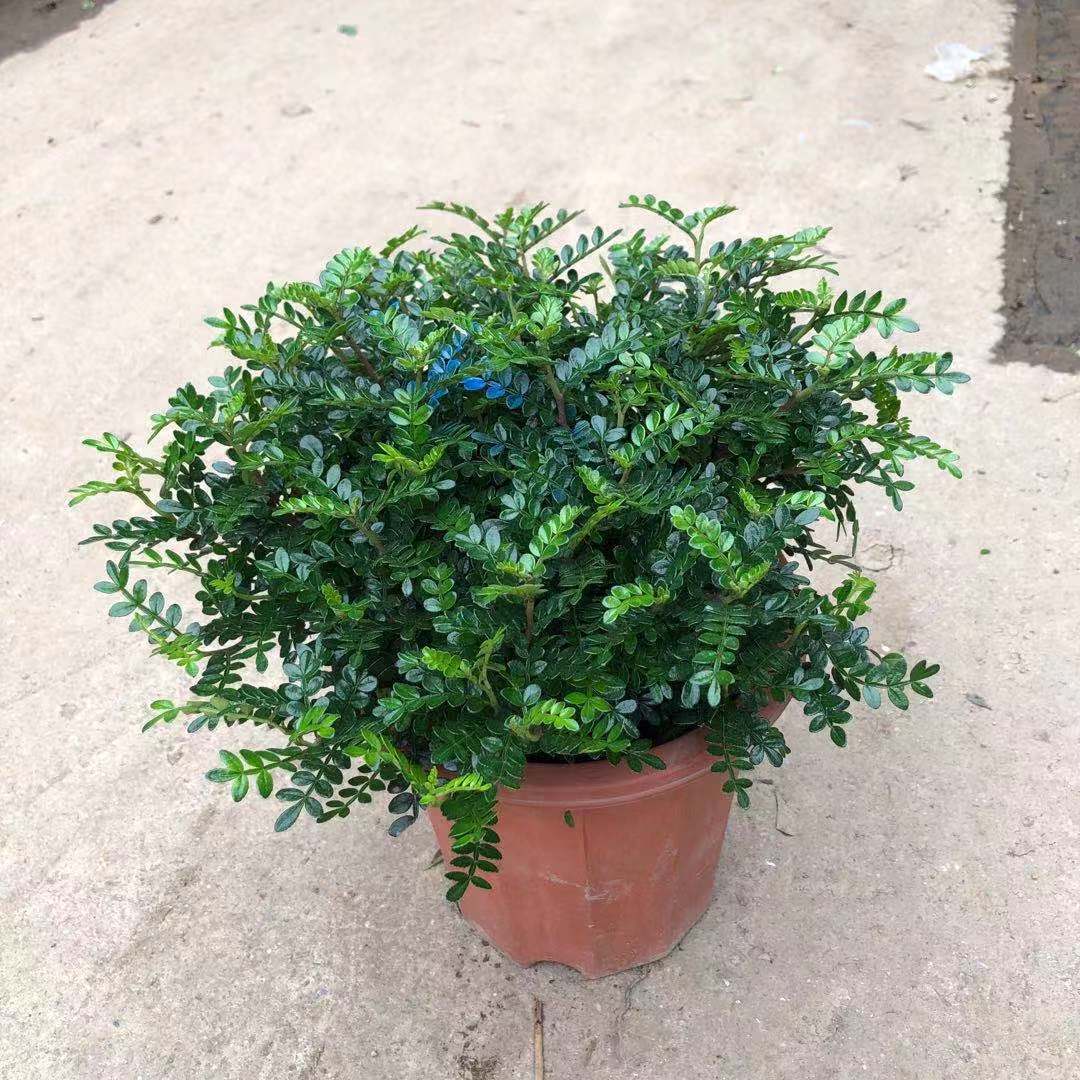 木本植物盆栽花卉