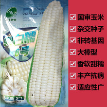 粤白糯6号玉米种子甜糯玉米种籽四季高产特大全耐旱水果玉米种孑