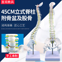 45CM人体脊柱模型人体骨骼大脊椎椎间盘神经颈椎胸椎尾椎椎骨骨盆