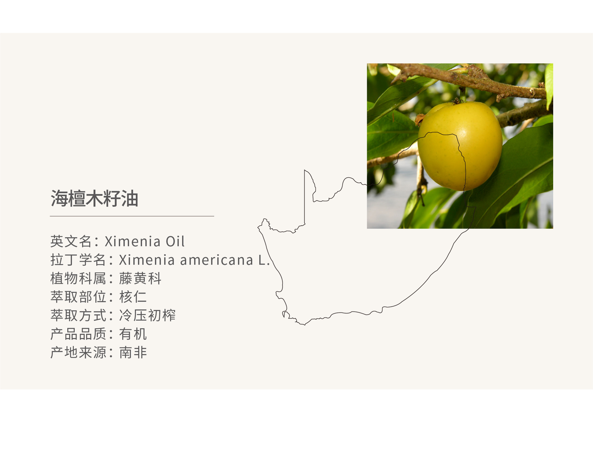 南非| 海檀木籽油 基础油冷压初榨批发