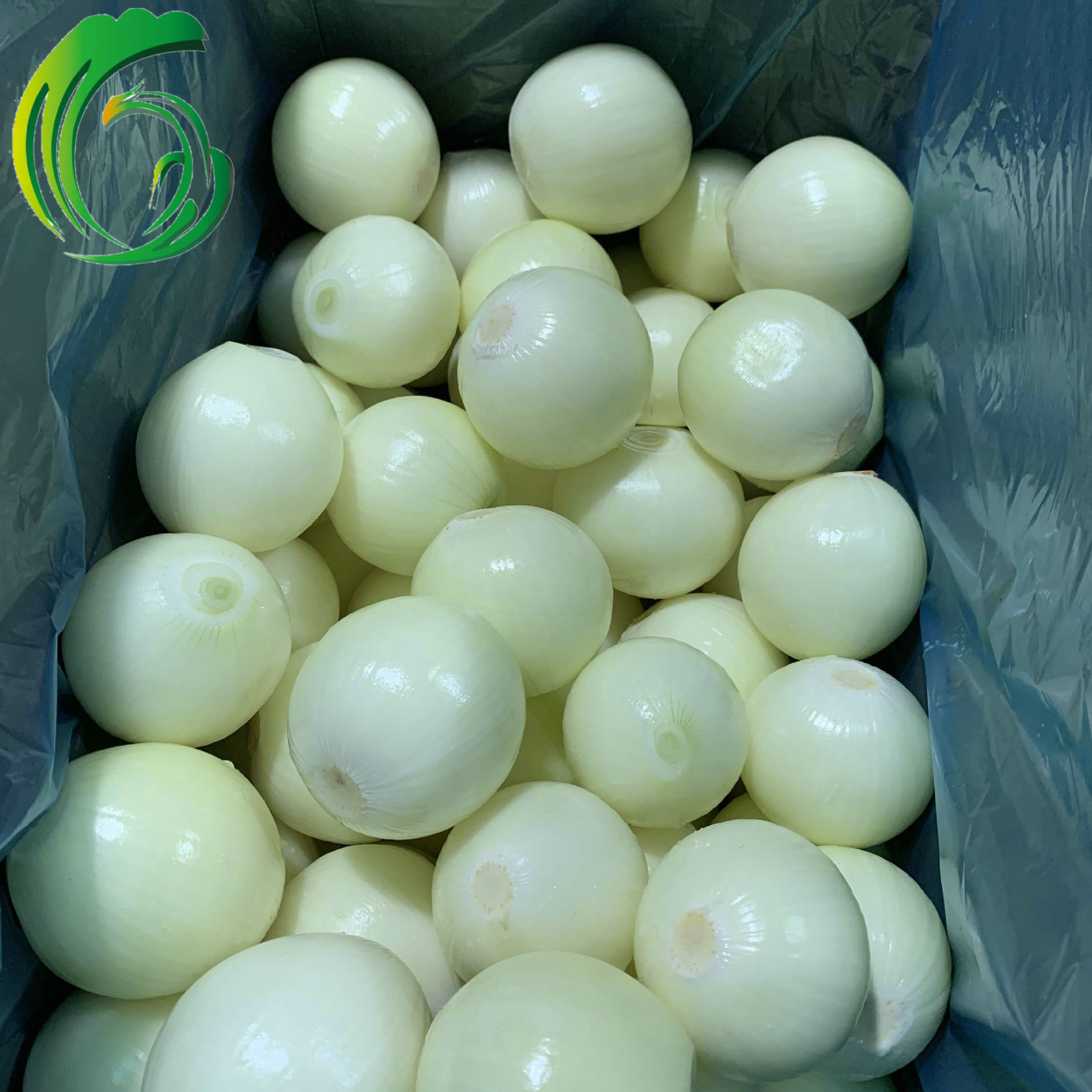 剥皮洋葱 出口韩国 日本 东南亚 厂家直供 甘肃产地 备案基地产