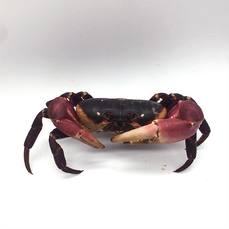 恶魔田园另寄居蟹将军辣椒圆轴蟹草莓凶狠紫色有迷你豹点相手灰白