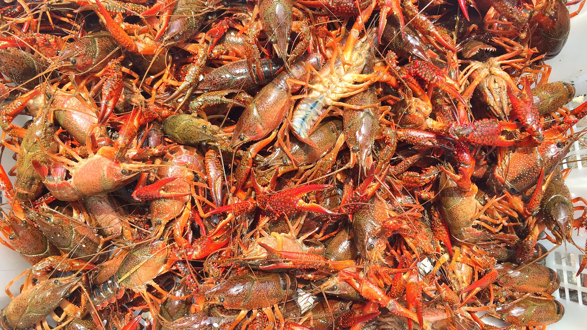 水产批发 湖北鲜活小龙虾 麻辣小龙虾鲜活456钱批发 清水养殖