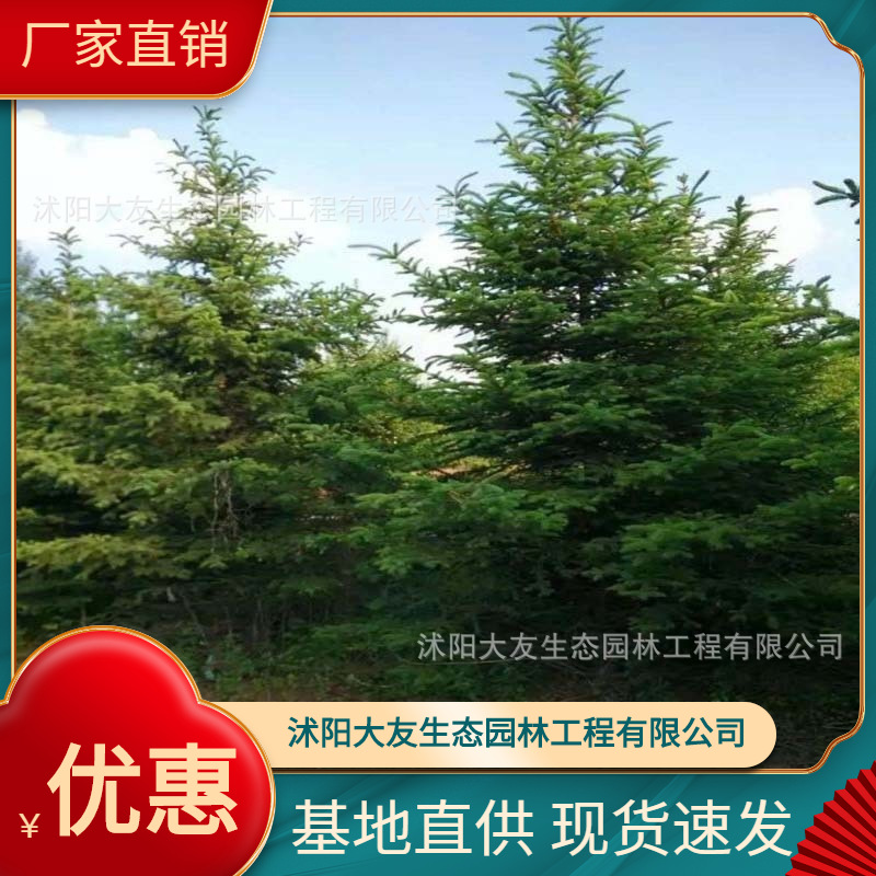 基地批发 自产自销云杉苗 圣诞树苗1-3米 工程绿化苗木