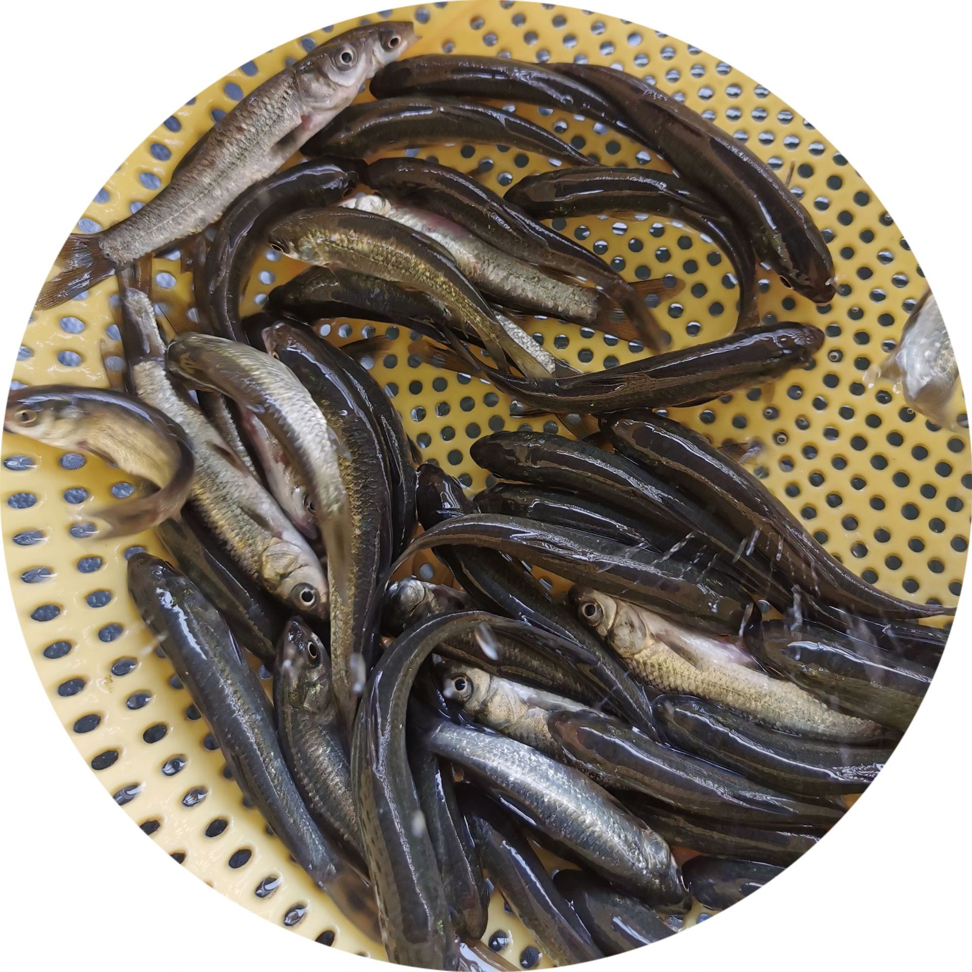 【优质鱼苗】青鱼苗批发 青鲩鱼苗 乌鲩 螺蛳鲩鱼苗 黑鲩四大家鱼