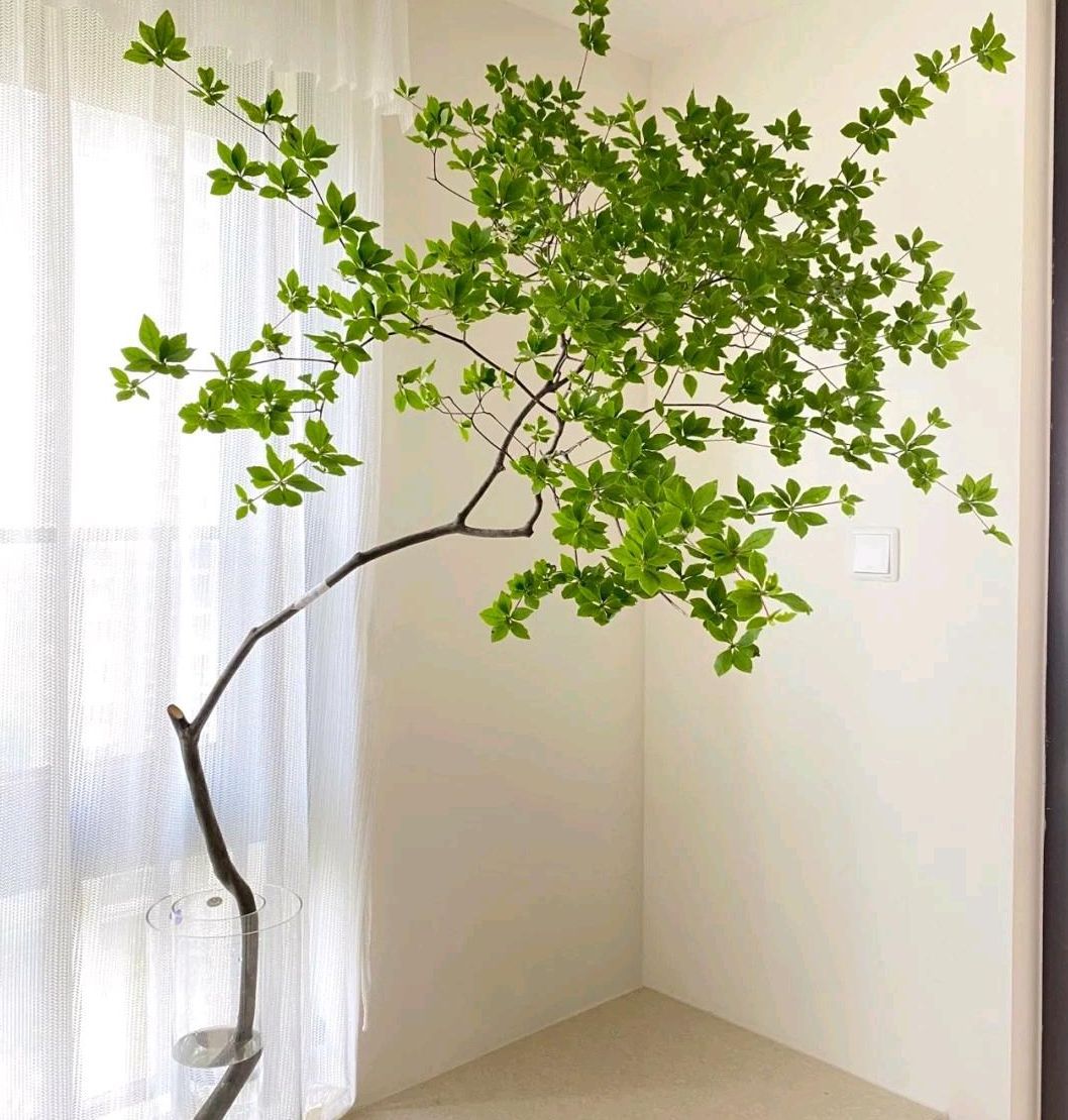 吊钟鲜切植物水培吸甲醛绿植枝条花期长速递