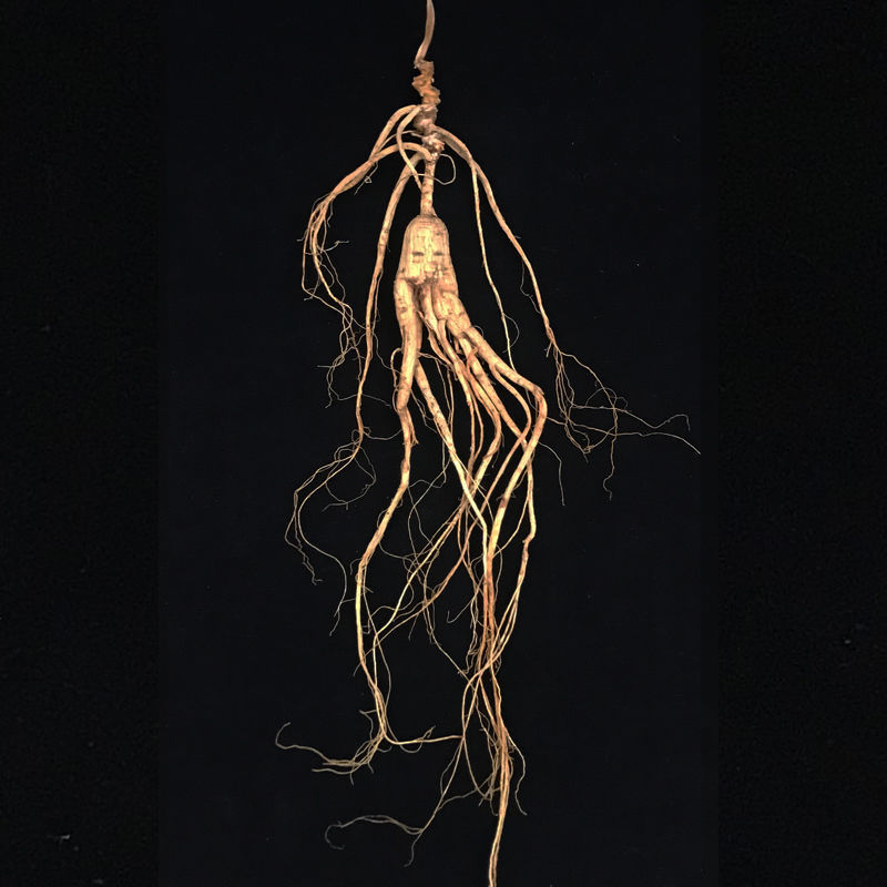 人参长白山人参正宗高龄野山参东北特产干货林下参礼盒装野山参