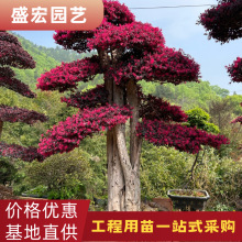 造型红花檵木桩园林绿化基地行道风景树红花继木盆景桩景批发湖南