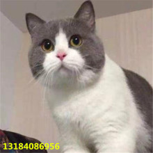 预售,还有英短蓝白1只,乳白1只,三花1只,除夕夜出生,我家_阿里巴巴找