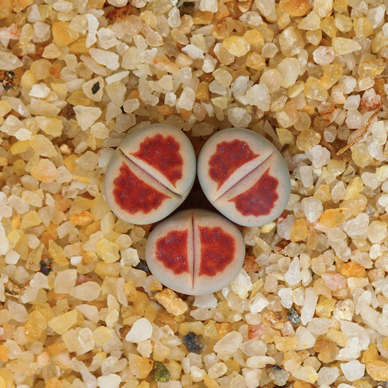 萌多肉生石花大窗红窗玉番杏科石生花屁股花肉肉pp花屁屁花卉盆栽