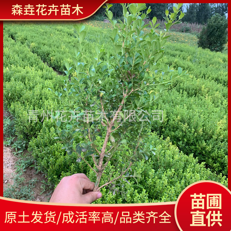 小叶黄杨苗瓜子黄杨球苗庭院篱笆绿化独 庭院路道花坛瓜子黄杨