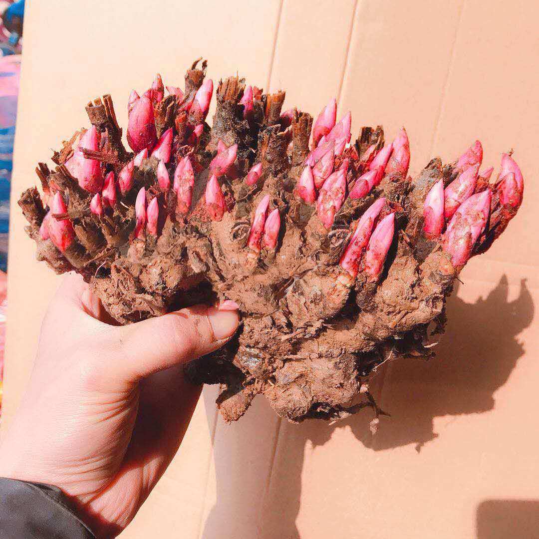 易活带芽芍药盆栽花苗根块庭院花卉四季开花室内牡丹盆栽室外植物