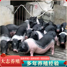 香猪幼崽纯种广西网红藏香猪黑猪仔活苗二代花猪小香猪活体活物宠