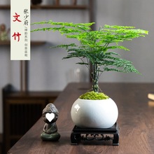 中式禅意绿植桌面文竹植物室内禅意小盆景好养摆件花卉小叶紫檀