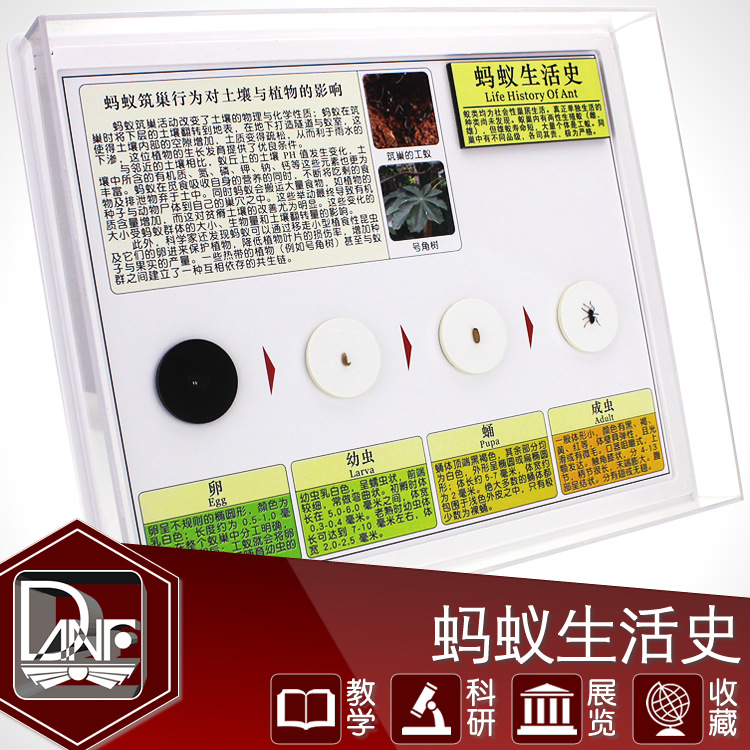 蚂蚁生活史标本膜翅目昆虫自然科学高校设备社区科普-阿里巴巴
