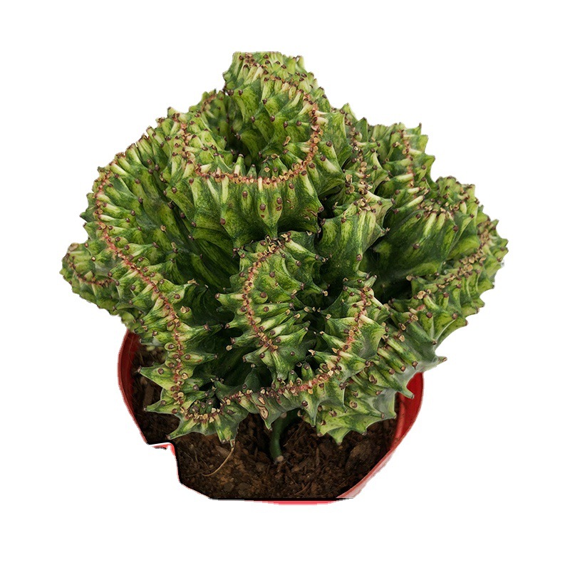 彩色麒麟 玉麒麟盆栽 五指山植物虎头山 金丝猴仙人球 龙骨鲜花