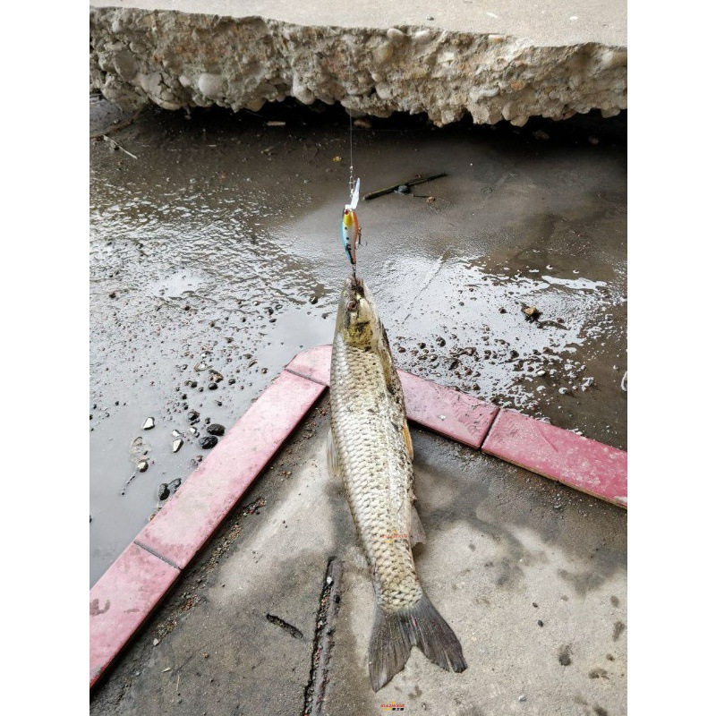 【世昌鱼竿】-世昌鱼竿厂家,品牌,图片,热帖-阿里巴巴