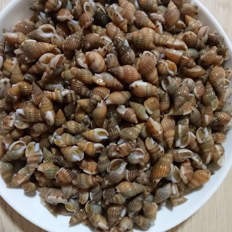 鲜活速冻尖螺海瓜子海螺丝新鲜钉螺冷冻海锥烧烤夜宵海鲜批发