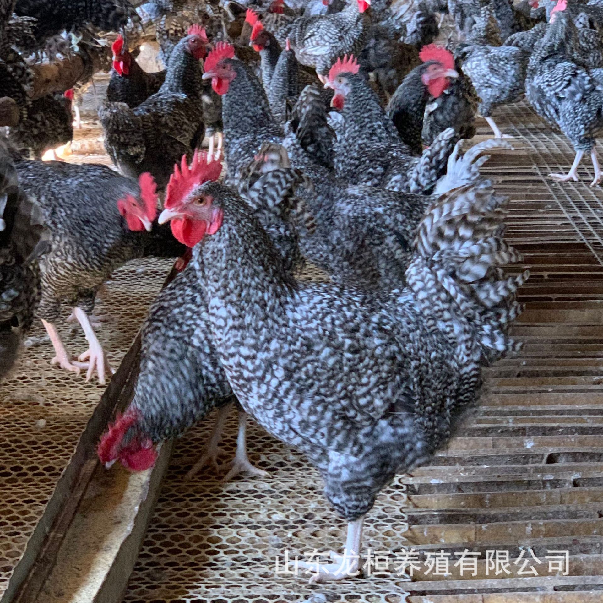 养殖场供应芦花鸡活体半斤脱温芦花鸡活苗散养成年芦花鸡种蛋价格