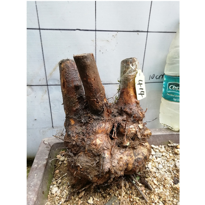 精品黄荆树桩舍利镂空疙瘩老桩庭院阳台盆景素材练手易活盆栽绿植